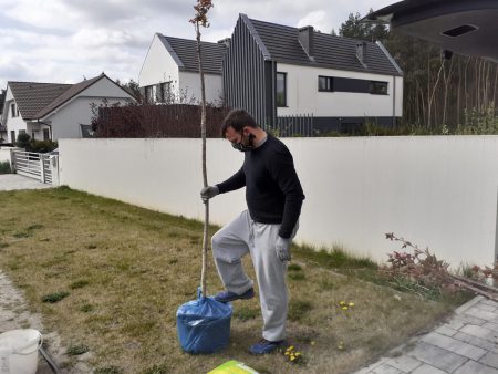 Nasadzenia w Borówcu Nowym. Dbamy o zieloną okolice. borówiec nowe drzewa