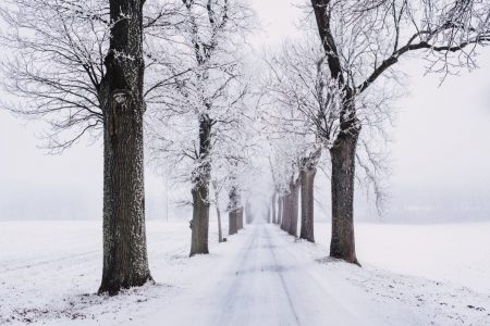 snowy pathway surrounded by bare tree
