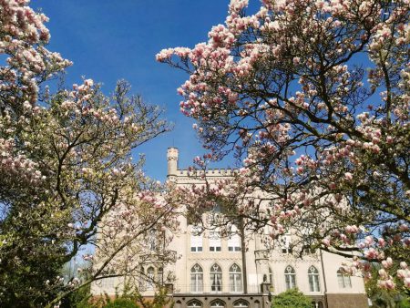 gmina kórnik arboretum kórnickie magnolie