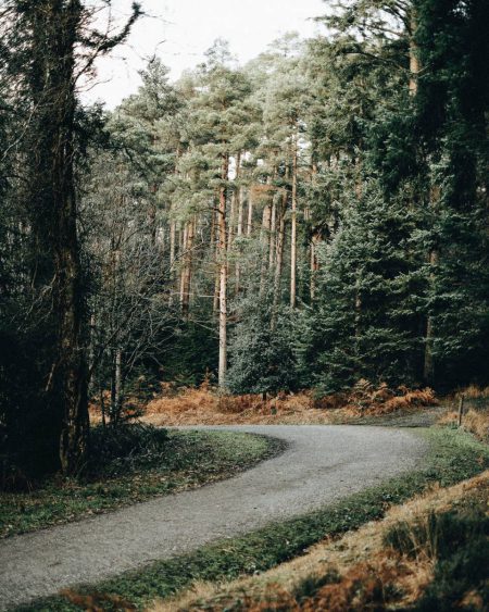 empty road placed in green forest in daytime