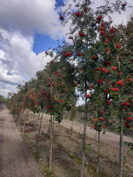 Walka o Szkółki Kórnickie trwa. Wyprzedaż roślin. szkolkikornickie