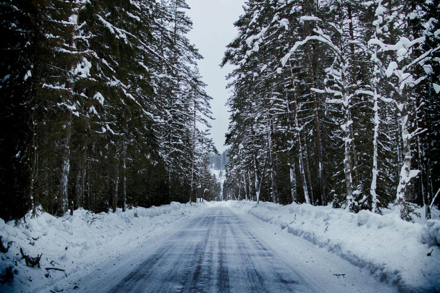 snowy road between trees